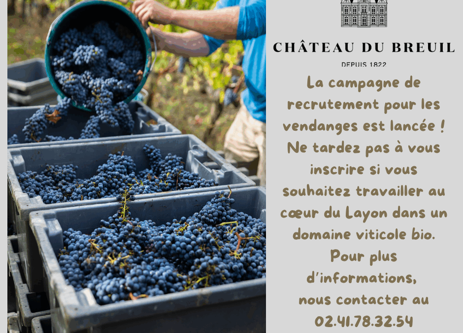 RECHERCHE SAISONNIERS VENDANGES 2025