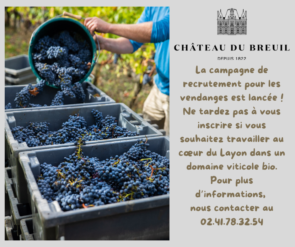 RECHERCHE SAISONNIERS VENDANGES 2025